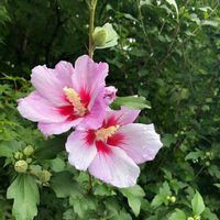 ムクゲ,花のある暮らし,今日のお花,お写ん歩,平和を願う☆の画像