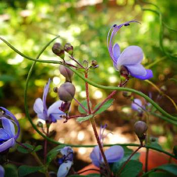 ラセンイ,クレロデンドルム・ブルーウィング,寄せ植え,鉢植え,花いろいろの画像