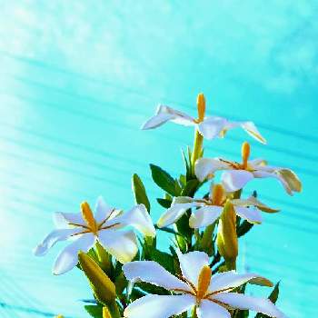 くちなしの花。の画像 by みいちゃんさん | クチナシとくちなしのはなとクチナシの花♡とクチナシ♡と白い花とくちなしの花。