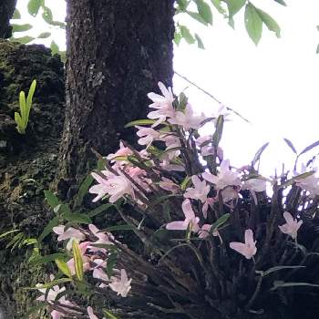 高尾山の画像 by SAKURAさん | お出かけ先とセッコクと自然と高尾山とピンクの花と山野草とハイキング・登山と花いろいろと可愛いと登山とお散歩