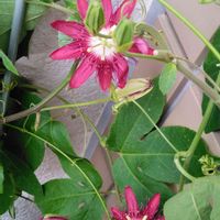 トケイソウ,紅花時計草A,紅花時計草A,ﾍﾞﾆﾊﾞﾅﾄｹｲｿｸ,トケイソウの花の画像