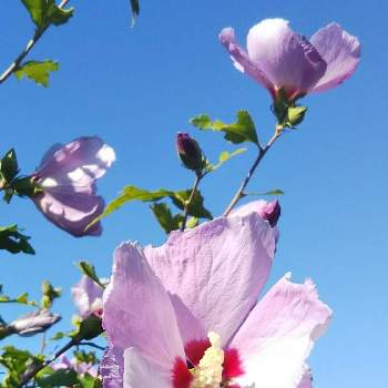 花の咲く木の画像 by ひしやんよさん | お出かけ先とムクゲと花の咲く木とピンクの花と今日のお花と花のある暮らしと北海道