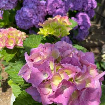 かわいい色の画像 by yukiさん | 小さな庭と開花中とかわいいピンク色♡と大栄花園と紫陽花 アジサイ あじさいと庭木とアジサイ　紫陽花とかわいい色とかわいい花