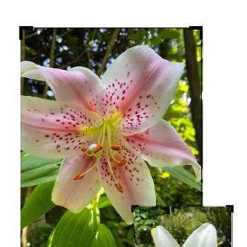 ピンクと白の画像 by さっちゃんさん | 小さな庭とユリとピンクと白と医療従事者に感謝を込めてと鉢植えと平和を願うと花のある暮らしと地植え