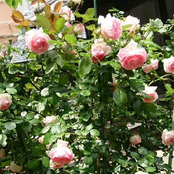 薔薇 ピエール ド ロンサールの画像 by 薔薇姫さん | お出かけ先とピエール・ド・ロンサールとピエール  ドゥ  ロンサールと薔薇に魅せられてとバラ・ピエールドゥロンサールと薔薇。と薔薇 ピエール ド ロンサールとピエールドウロンサールとYukoさんのピンクワールドへようこそと薔薇のある暮らし♡とピエール・ドゥ・ロンサールと金曜ローズショーと薔薇が好き❤とピエールドロンサール♪とピエールと癒しのバラとピエールドゥロンサール♡とピエールドロンサール.とばら 薔薇 バラとチーム福岡とピエールドゥロンサール☆とバラを楽しむ