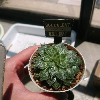 シルバースター,多肉植物,HB101,おうち園芸,賢者の土の画像