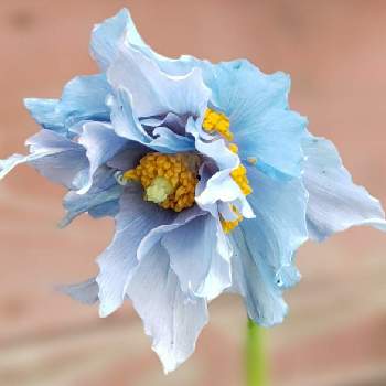 ヒマラヤの青い芥子の画像 by mecoppiさん | 小さな庭とヒマラヤの青いケシとメコノプシス・ベトニキフォリアとブルーポピーと幸せの青い花と青いケシと青いケシマニアと青いケシ王国とブルーポピー❤️と青い花マニアとヒマラヤの青い芥子とメコノプシス•ベトニキフォリア