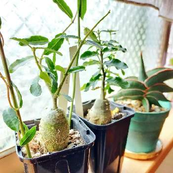 サンセベリア・ロリダの画像 by harula49さん | 窓辺とフォッケア エデュリス（火星人）とサンセベリア・ロリダと火星人とガガイモ科とロリダとサンスベリア属とコーデックスと緑のある暮らしとリビングの窓辺と塊根植物(コーデックス)と塊根植物