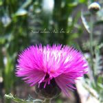 スイートサルタンの一覧 Greensnap グリーンスナップ