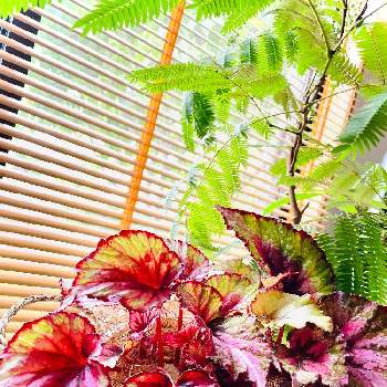 レックス　ベゴニアの画像 by minaさん | 窓辺とレックス　ベゴニアとカラーリーフと観葉植物とGreenが好きと緑のある暮らしと平和を願う☆と葉っぱ好きとインテリアグリーン