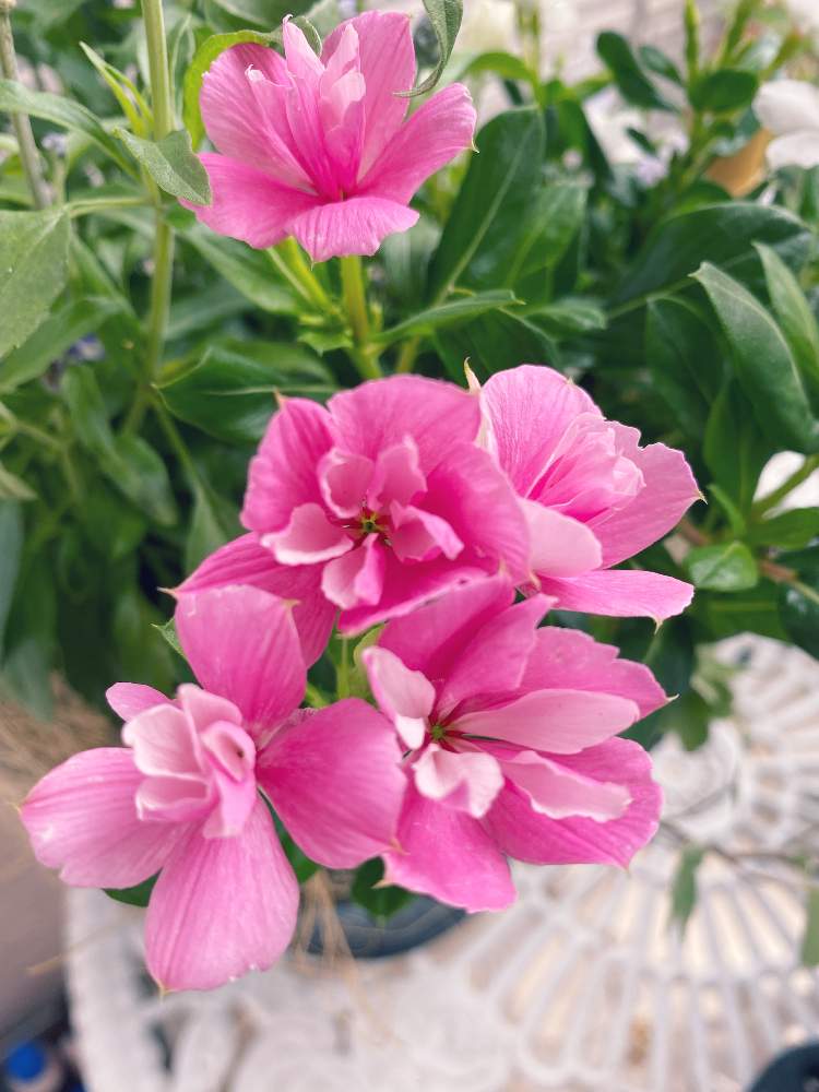 天使のビンカ エンジェルローズ の投稿画像 By Caramelさん 寄せ植えと花壇とガーデニングとバラ ミニバラと地植えと小さな庭と八重咲き ニチニチソウと寄せ植えと花壇とガーデニングとバラ ミニバラと地植えと八重咲き ニチニチソウ 22月6月10日 Greensnap