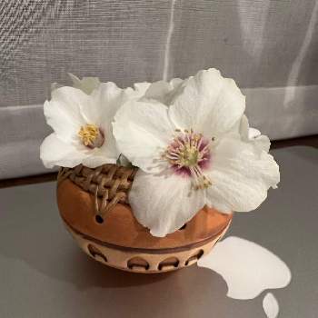 バイカウツギ ベルエトワールの一覧 Greensnap グリーンスナップ バイカウツギ ベルエトワールの一覧 Greensnap グリーンスナップ