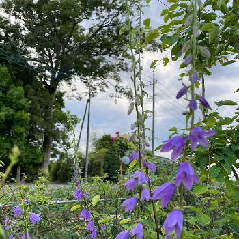 庭の花 切花向きの投稿画像一覧 Greensnap グリーンスナップ