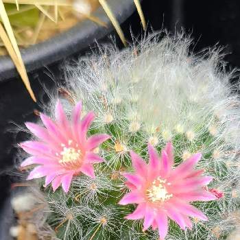 サボテン高砂の投稿画像一覧 Greensnap グリーンスナップ