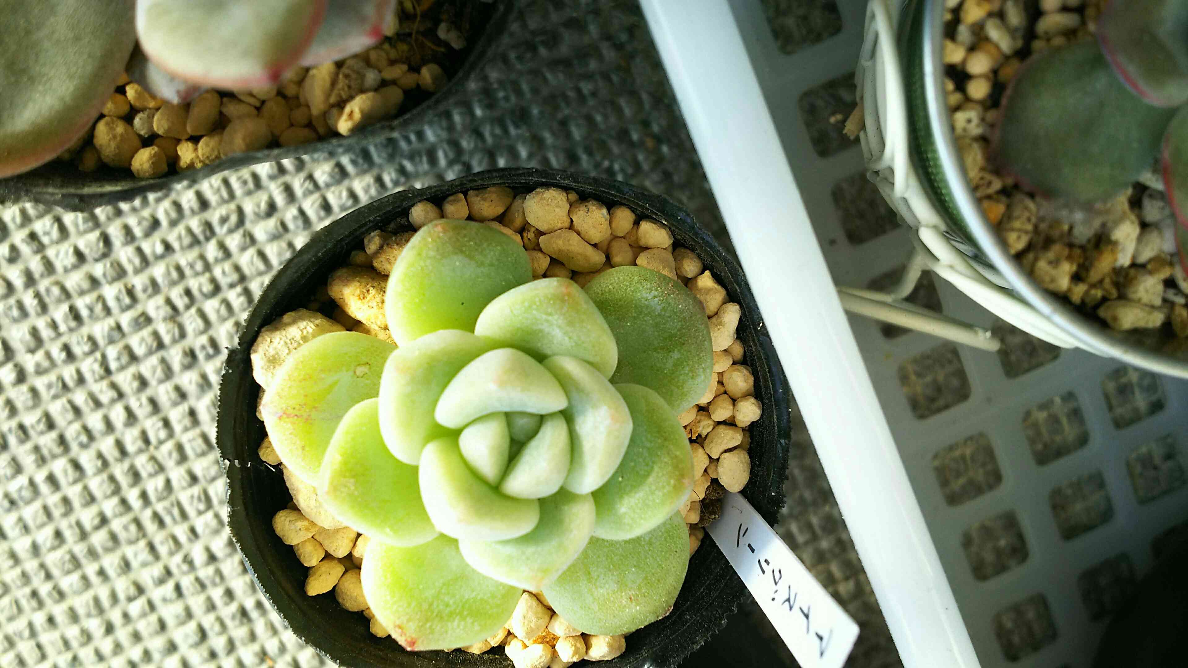 多肉植物　アイスグリーン1️⃣　群生　可愛い　そのまま発送 多肉植物 アイスグリーン1️⃣ 群生 可愛い そのまま発送 多肉植物