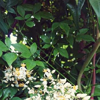 南天の花の画像 by Shin-緑さん | エントランスと南天の花と南天の花＊と心ほっこりと爽やかと白い花とかわいい♡♡