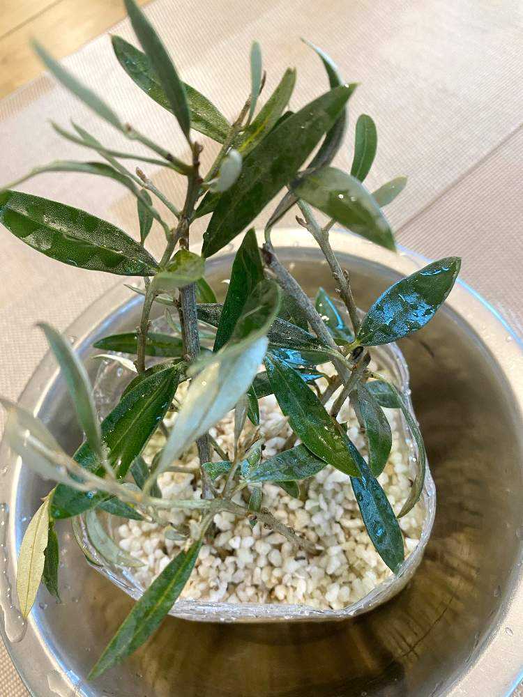 オリーブ カヨンヌ 挿し木 Part1 途中からホジブランコ Greensnap グリーンスナップ