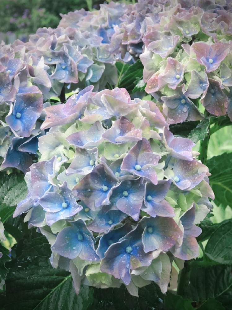 マジカルクリムゾンの投稿画像 By ハルさん 紫陽花マジカルと花のあるくらしと癒しと梅雨とハイドランジア とアジサイ 紫陽花 とガーデニングと武器ではなく花をと楽しい時間とあじさいフォトコンテスト22とヴィンテージカラーとおうち園芸と鉢植えとハクサンと元気に