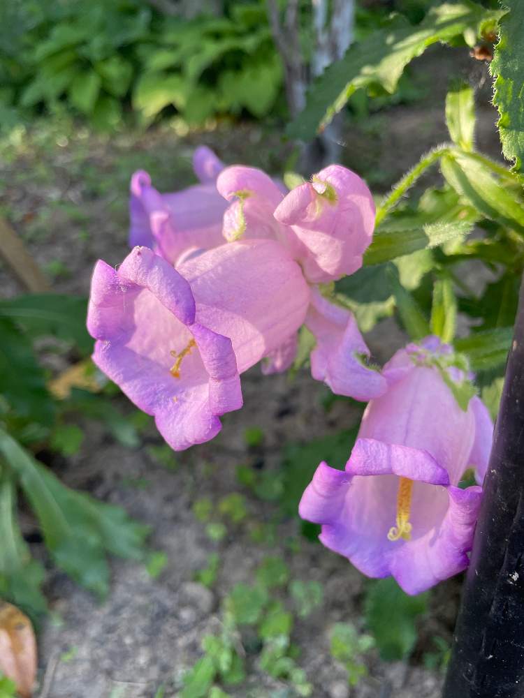 小さな庭の投稿画像 By みどりさん カンパヌラ 風鈴草とカンパニュラ とパープル 紫とキキョウ科ホタルブクロ属と花のある暮らしと釣鐘型の花とカンパヌラ 風鈴草とカンパニュラ とパープル 紫とキキョウ科ホタルブクロ属と花のある暮らしと釣鐘型の花 22月6月10日