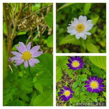 みやこわすれ の投稿画像一覧 Greensnap グリーンスナップ みやこわすれ の投稿画像一覧 Greensnap グリーンスナップ