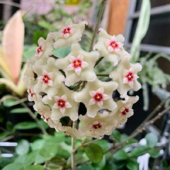 好評 ホヤ マチルダ 花 沢山 いっぱい咲いてます 植物 観葉植物
