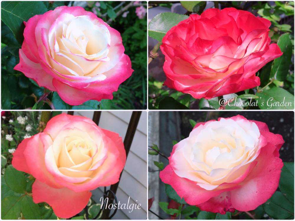 Chocolat's Garden 2022年春のバラ🌹｜🍀GreenSnap（グリーン