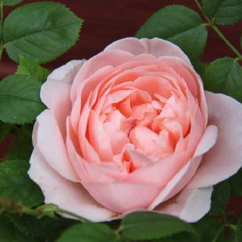 アプリコット色の画像 by ksmzさん | エントランスとバラ アンブリッジローズと毎日ピンクの日とピンクの花とピンク❤︎ピンクときれいとおうち園芸と鉢植えと花いろいろとガーデニングとかわいいとアプリコット色とかわいいな♡と優しい色