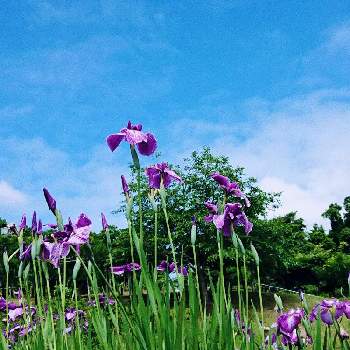 横須賀しょうぶ園の投稿画像一覧 Greensnap グリーンスナップ