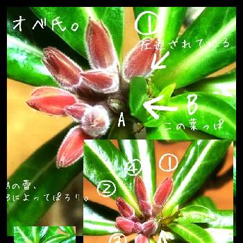 アデニウム オベスムの画像 by 志桜-shio-さん | 窓辺とアデニウム オベスムとアデニウム属と観葉植物とイケイケ気質と観察日記と蕾だったとコーデックスと塊根植物と可愛いと『なんか寒かったから。。』とリビング窓辺