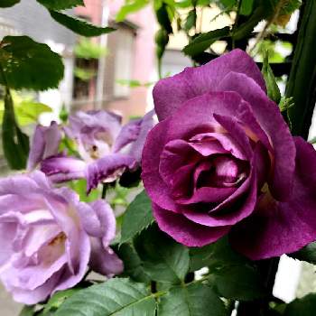 ブルーフォーユーの投稿画像一覧 Greensnap グリーンスナップ