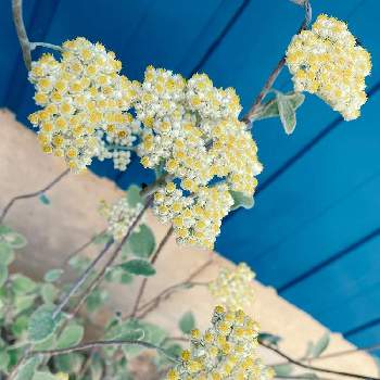 ヘリクリサム ペティオラレの投稿画像一覧 Greensnap グリーンスナップ