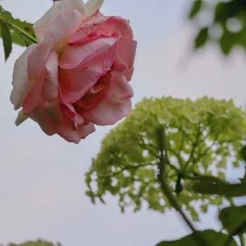 ピエール・ド・ロンサールの画像 by ゆうみさん | 小さな庭とピエール・ド・ロンサールとアナベルと庭の花
