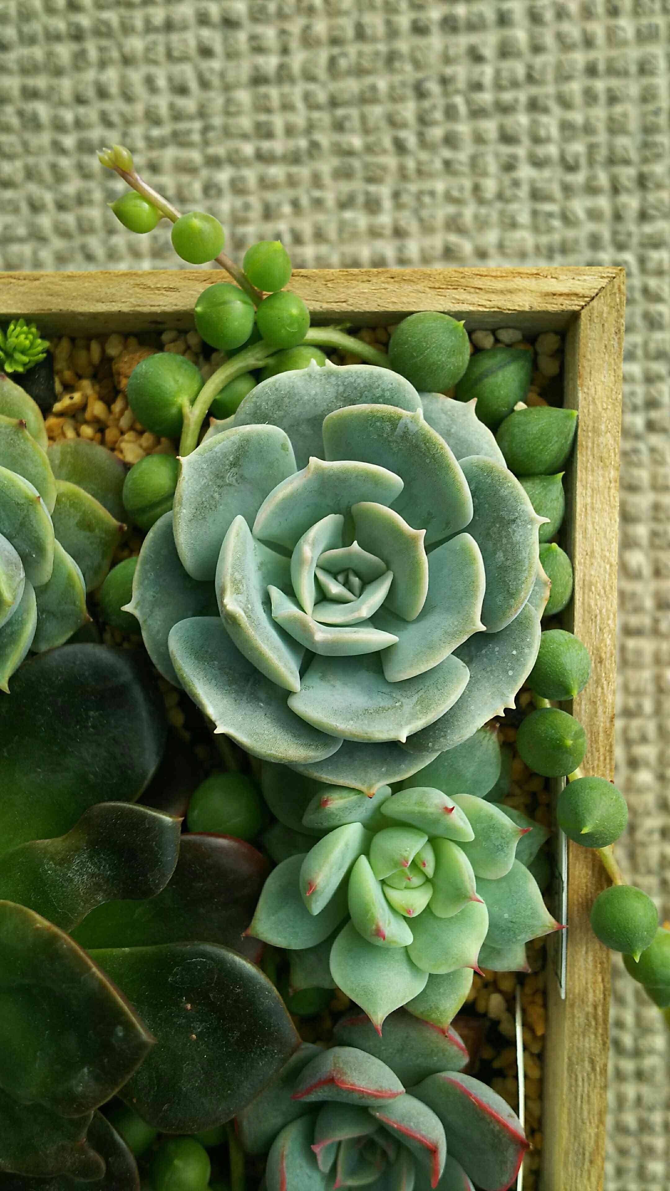 多肉植物　ルンヨニー　抜き苗　エケベリア 多肉植物 エケベリア ルンヨニー錦 7.5cmポット苗 : ハニー