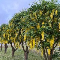 キングサリの育て方 毒性がある 鉢植えでも地植えでもok Greensnap グリーンスナップ