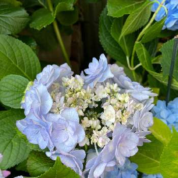 鉢物の画像 by ちび猫りりさん | 玄関と紫陽花 ケイコとピンクの花と青い花とアジサイ　紫陽花と花いろいろと鉢物と季節感と変化を楽しむとあじさいフォトコンテスト2022とハートの形