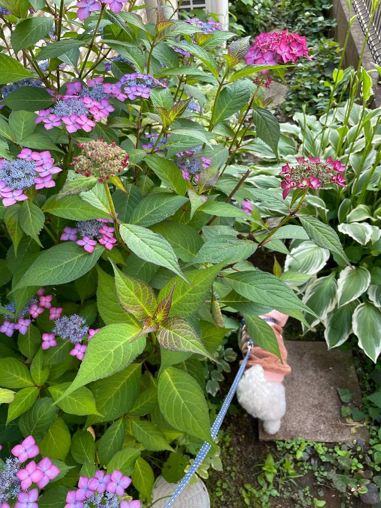 新品種 ヤマアジサイ 九重桃姫  挿し穂2本 新品種 ヤマアジサイ 九重桃姫 挿し穂2本