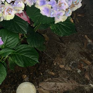 紫陽花　あじさい　アジサイ,害虫駆除,緑のある暮らし,かわいい花,害虫被害の画像