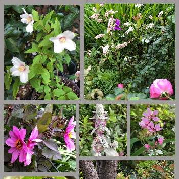 バイカウツギ ベルエトワールの一覧 Greensnap グリーンスナップ バイカウツギ ベルエトワールの一覧 Greensnap グリーンスナップ