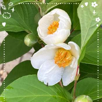 シャラの木 夏椿の投稿画像一覧 Greensnap グリーンスナップ