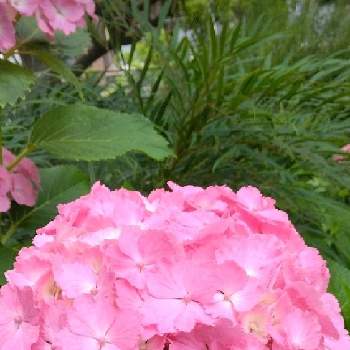 毎日がピンクの日の画像 by Yoshioさん | 紫陽花とピンクワールドへようこそとピンクの花とピンクLOVEとピンク❤︎ピンクとピンク愛好会とピンク大好きと蕾応援団と乙女色クラブとかわいいと毎日がピンクの日
