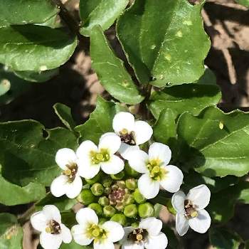 クレソンの花の投稿画像一覧 Greensnap グリーンスナップ