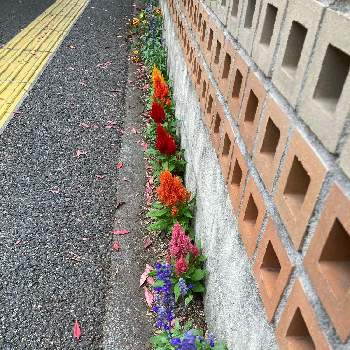 花の都市 福岡の花フォトコンの画像 by アネモネさん | 花の都市 福岡の花フォトコン