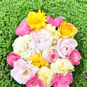 サハラ '98の画像 by kasugiさん | 小さな庭とピエールドゥロンサールとベビーティアーズとエメラルドアイルとサハラ '98とアンジェラとつるバラ、ニュードーンと薔薇とばらとバラとおうち園芸と幸せの黄色いお花と花のある暮らしと白い花といけたおはな