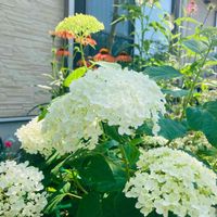 エキナセア,アナベル,　白い花,白って綺麗だね,白い花の輝き✨の画像