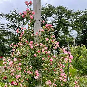 薔薇園の画像 by  kazumi♡さん | お出かけ先とバラ、薔薇、ばらと大きな公園と薔薇園とさいた✨と犬の散歩コース