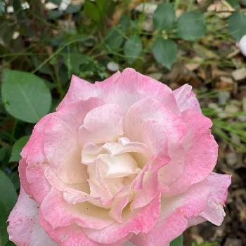 薔薇園の画像 by  kazumi♡さん | お出かけ先とバラ、薔薇、ばらと大きな公園と薔薇園とさいた✨と犬の散歩コース