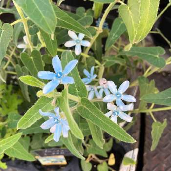 お花屋柊 大美野店のアルバム Greensnap グリーンスナップ