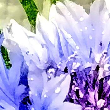 梅雨入り前の画像 by moonさん | 窓辺と矢車草、矢車菊とヤグルマギクと青い花としずくと梅雨入り前としとしとピッチャン