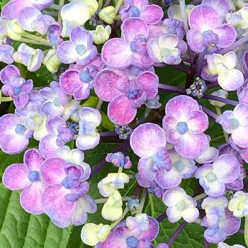 よそさまのお庭の画像 by あんぱんさん | お出かけ先とウズアジサイ（オタフクアジサイ）とお散歩中に♪と青い花とパープル系のお花とよそさまのお庭とかわいい花