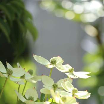 お花も楽しめる常緑樹の投稿画像一覧 Greensnap グリーンスナップ